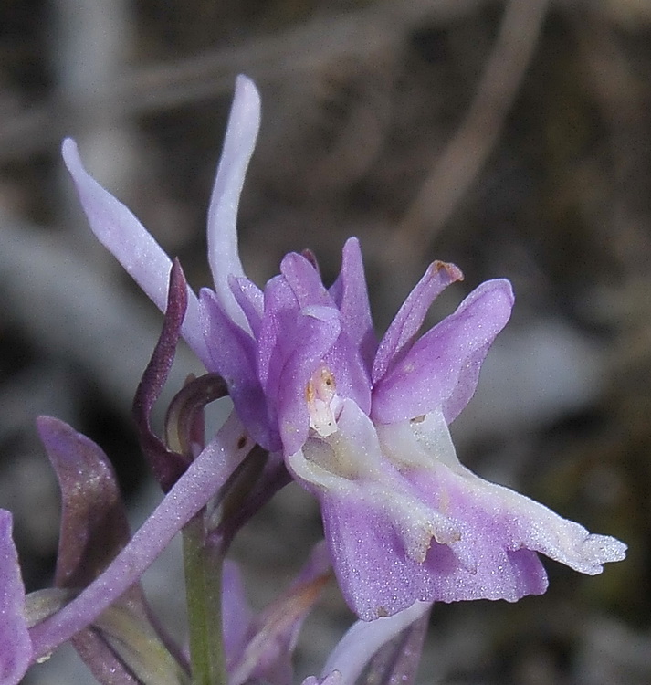 Qualche dubbio... Dactylorhiza romana